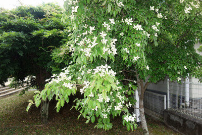 DSC08132
