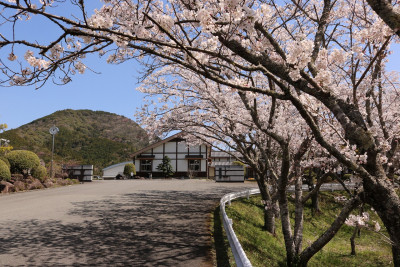 R6_4_1_桜と校舎遠景 (1)