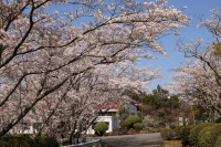 R6_4_1_満開の桜 (4)