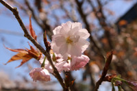R6_4_1_満開の桜 (8)