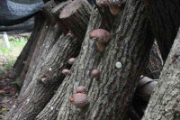 R7_11_12_シイタケの様子 (3)