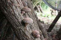 R7_11_12_シイタケの様子 (4)