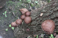 R7_11_12_シイタケの様子 (8)