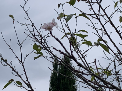 R7_11_13_狂い咲きの桜_大通庵彼岸桜