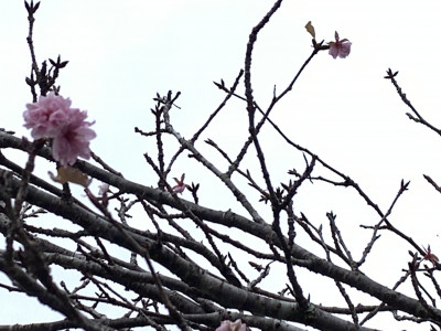 R7_11_13_狂い咲きの桜_薄墨桜