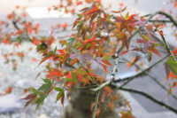 R7_11_25_秋の風景 (1)