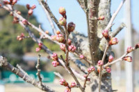 R8_2_13_椿寒桜 (2)