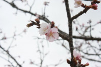 R8_2_24_薄紅寒桜