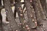 R8_2_24_しいたけ (1)