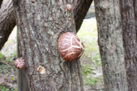 R8_2_24_しいたけ (3)