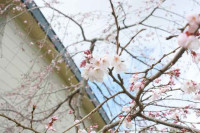 R8_3_19_ 玉糸桜