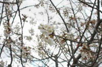 R8_3_19_うば桜