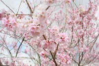 R8_3_19_世善桜
